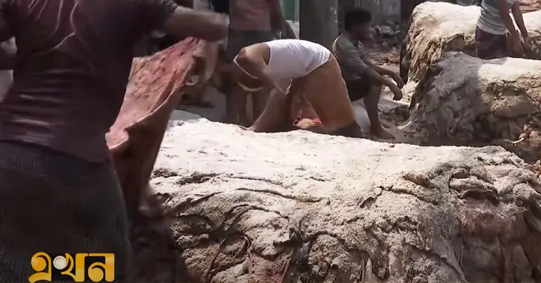 কুষ্টিয়ায় চামড়ার চাহিদা-দামে নেই ভারসাম্য, হতাশ মৌসুমি ব্যবসায়ীরা